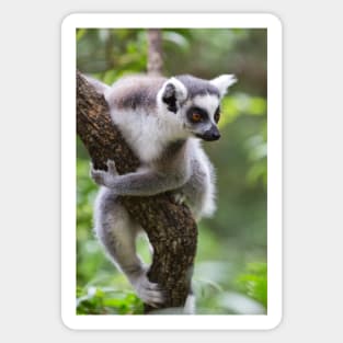 Ring-Tailed Lemur Sticker